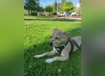 Rick, mag Katzen und Hundekumpels