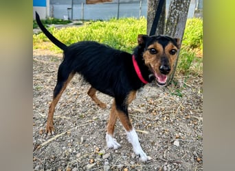 Heidi - dreifarbige Herzenshündin mit besonderem Charme sucht ihre Chance