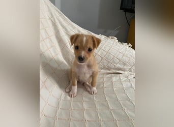 Enzo - kleiner Sonnenschein auf vier Pfoten sucht sein großes Glück