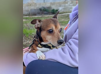 Turbo, hat seine Familie verloren