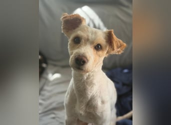 Canelo - vom verfilzten Fundhund zum treuen Familienfreund