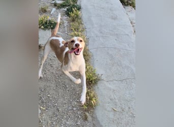 Lola - kleine Lachmaus  sucht ihr großes Glück