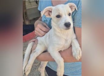 Copito sucht seine Für Immer Familie!