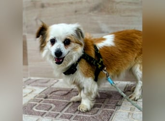 Lana ,kleine Herzenshündin mit fluffigen Öhrchen sucht dringend ihr Zuhause