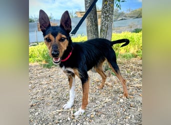 Heidi - dreifarbige Herzenshündin mit besonderem Charme sucht ihre Chance