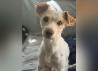 Canelo - vom verfilzten Fundhund zum treuen Familienfreund