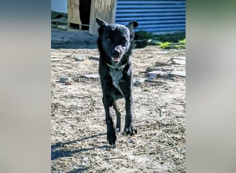 Tuno, katzenverträglicher Sonnenschein sucht seinen Platz