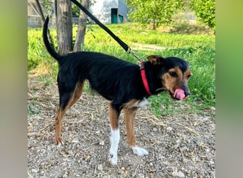 Heidi - dreifarbige Herzenshündin mit besonderem Charme sucht ihre Chance