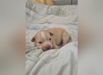 Wanda,Kleine Herzensbrecherin mit großem Mama-Herz sucht ihr Glück!