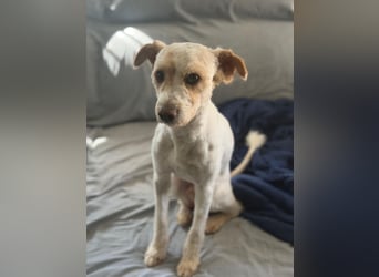 Canelo - vom verfilzten Fundhund zum treuen Familienfreund