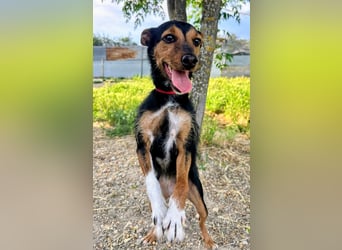 Heidi - dreifarbige Herzenshündin mit besonderem Charme sucht ihre Chance