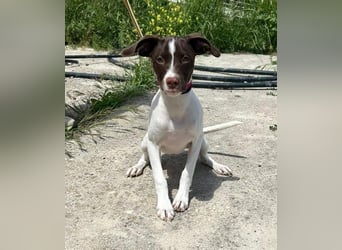 Duna - fröhliches Hundekind mit ganz viel Liebe im Gepäck