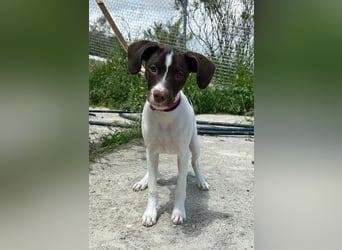 Duna - fröhliches Hundekind mit ganz viel Liebe im Gepäck