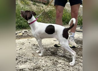 Duna - fröhliches Hundekind mit ganz viel Liebe im Gepäck