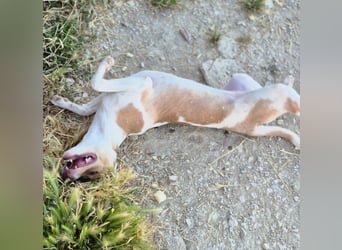 Lola - kleine Lachmaus  sucht ihr großes Glück