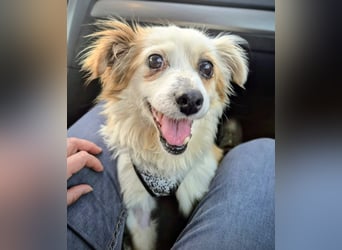Lana ,kleine Herzenshündin mit fluffigen Öhrchen sucht dringend ihr Zuhause