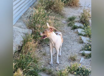 Lola - kleine Lachmaus  sucht ihr großes Glück