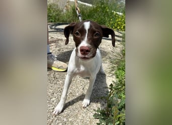 Duna - fröhliches Hundekind mit ganz viel Liebe im Gepäck