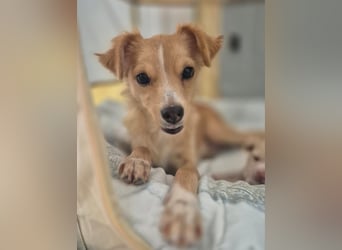 Wanda,Kleine Herzensbrecherin mit großem Mama-Herz sucht ihr Glück!