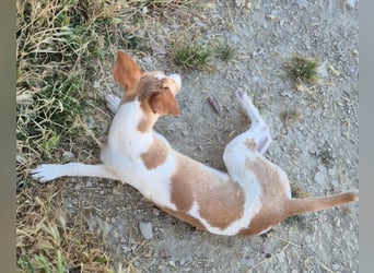 Lola - kleine Lachmaus  sucht ihr großes Glück