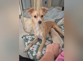 Wanda,Kleine Herzensbrecherin mit großem Mama-Herz sucht ihr Glück!