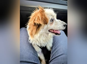 Lana ,kleine Herzenshündin mit fluffigen Öhrchen sucht dringend ihr Zuhause