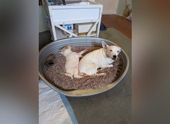 Peanut , kleines Flaschenkind sucht großes Glück