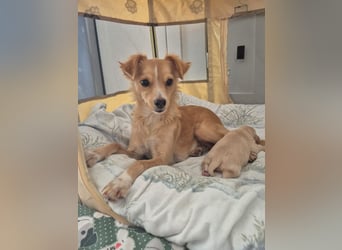 Wanda,Kleine Herzensbrecherin mit großem Mama-Herz sucht ihr Glück!