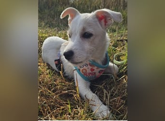 Copito sucht seine Für Immer Familie!