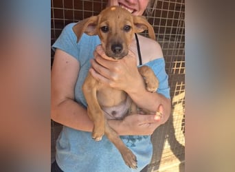 Fuet - kleiner Hundejunge möchte lernen, den Menschen zu vertrauen