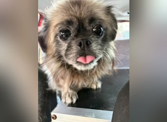 Shifu (8) sucht ein kuscheliges Plätzchen