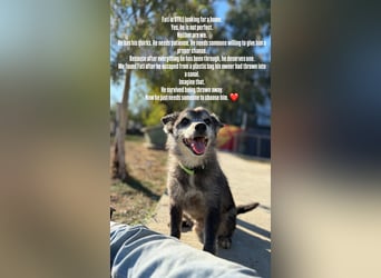 Fati (12) unser alter, kleiner Spitz