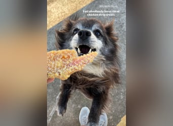 Fati (12) unser alter, kleiner Spitz