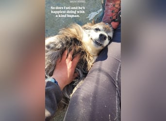 Fati (12) unser alter, kleiner Spitz