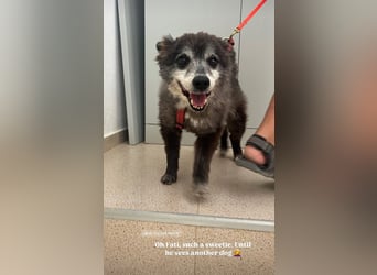 Fati (12) unser alter, kleiner Spitz