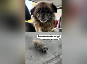 Shifu (8) sucht ein kuscheliges Plätzchen