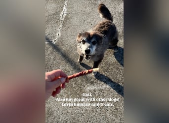 Fati (12) unser alter, kleiner Spitz