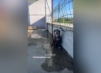 Fati (12) unser alter, kleiner Spitz