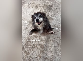 Fati (12) unser alter, kleiner Spitz