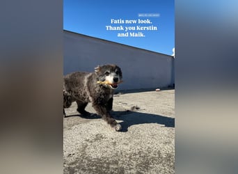 Fati (12) unser alter, kleiner Spitz