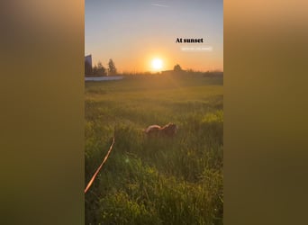 Fati (12) unser alter, kleiner Spitz