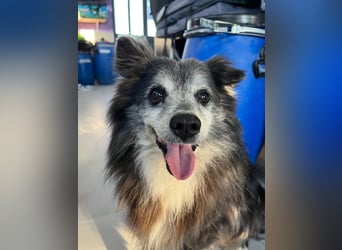 Fati (12) unser alter, kleiner Spitz