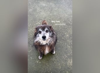 Fati (12) unser alter, kleiner Spitz
