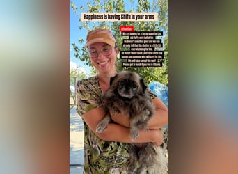 Shifu (8) sucht ein kuscheliges Plätzchen