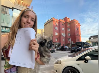 Shifu (8) sucht ein kuscheliges Plätzchen