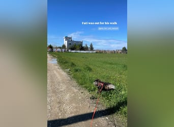 Fati (12) unser alter, kleiner Spitz