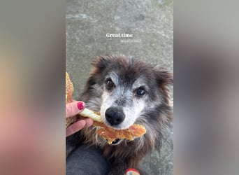 Fati (12) unser alter, kleiner Spitz
