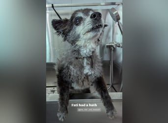Fati (12) unser alter, kleiner Spitz