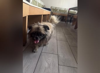 Shifu (8) sucht ein kuscheliges Plätzchen