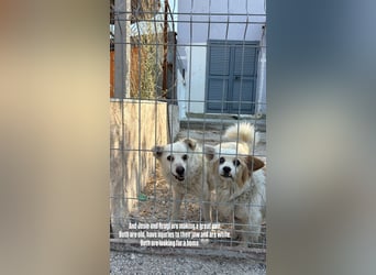 Rugi (9) sucht einen gemütlichen Kuschelplatz